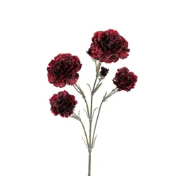 Dianthus rouge fonce 60cm