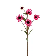 Echinacea 73cm cerise