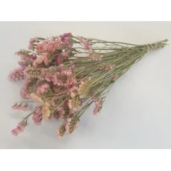 Statice sinuata abrikoos naturel