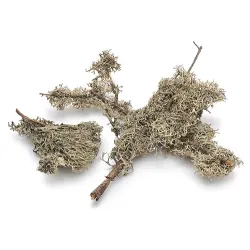 Grey moss on twig +/-750gr