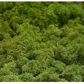 Mosses