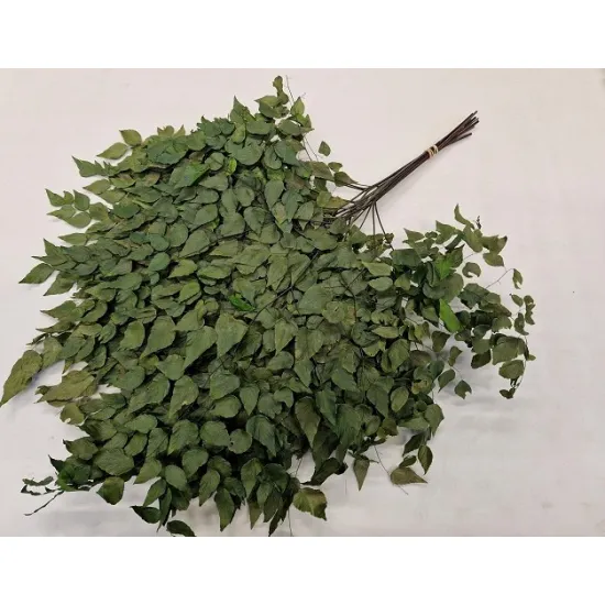 Adianthum groen 10st