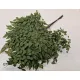 Adianthum groen 10st