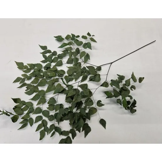 Adianthum groen 10st