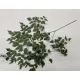 Adianthum groen 10st