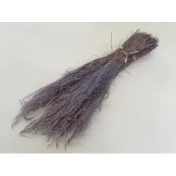 Agrostis nebulosa cloud grass lila +/-50gr