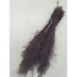 Agrostis nebulosa cloud grass prune +/-50gr