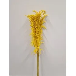 Ampelodesma jaune +/-200gr