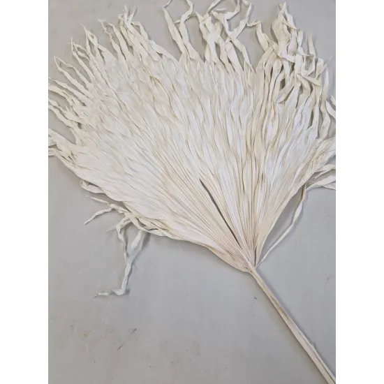 Anao palm blanchi