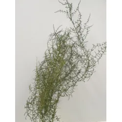 Asparagus wild stabilise vert 5pcs