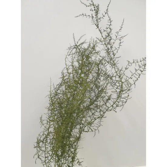Asparagus wild geconserveerd groen 5st