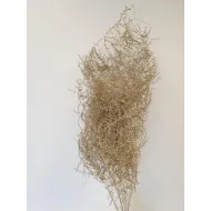 Asparagus wild goud 5st