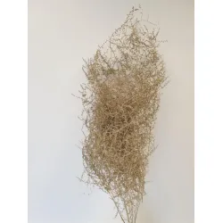 Asparagus wild or 5pcs