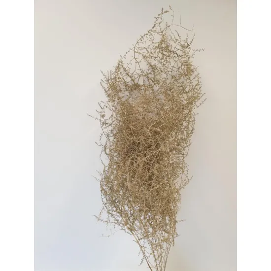 Asparagus wild goud 5st