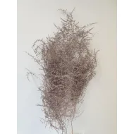 Asparagus wild rose gold 5st