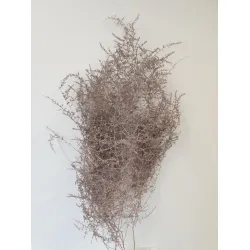 Asparagus wild rose gold 5pcs