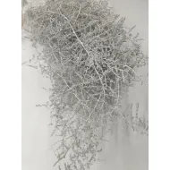 Asparagus wild white wax +/-700gr