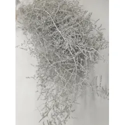 Asparagus wild white wax +/-700gr