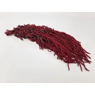 Amaranthus caudatus stabilise bordeaux