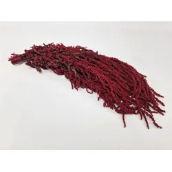 Amaranthus caudatus stabilise bordeaux