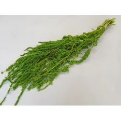 Amaranthus caudatus preserved lime green