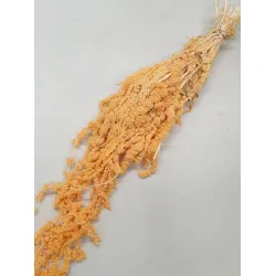 Amaranthus caudatus stabilise melone