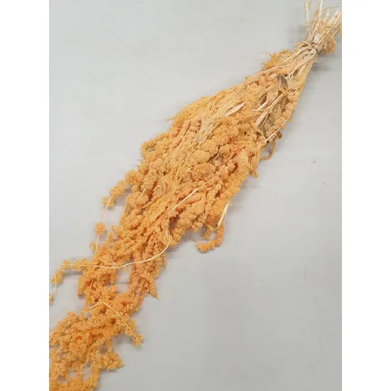 Amaranthus caudatus stabilise melone