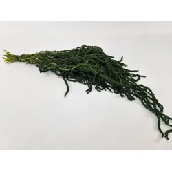 Amaranthus caudatus stabilise vert mousse
