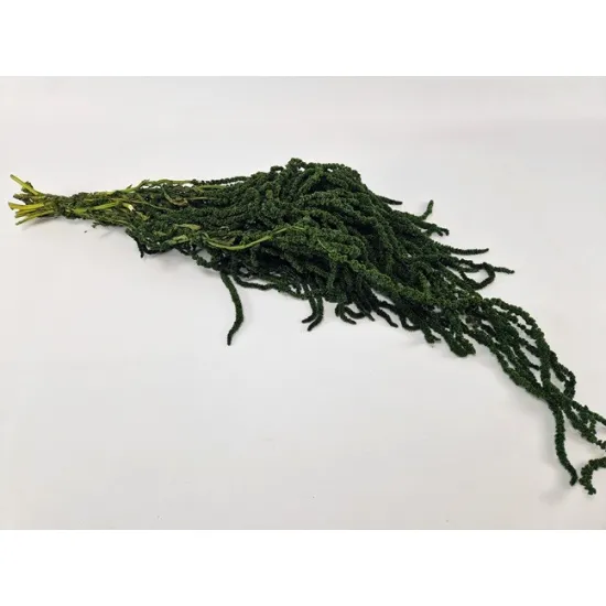 Amaranthus caudatus geconserveerd mosgroen