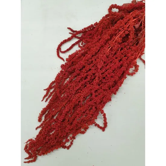 Amaranthus caudatus preserved red