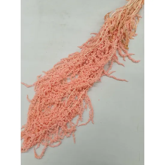 Amaranthus caudatus geconserveerd roze