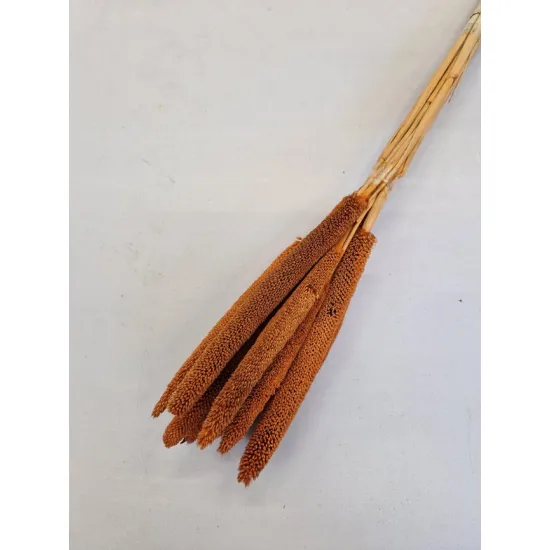 Babala oranje 55cm 10st