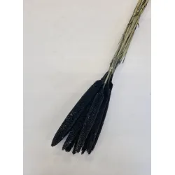 Babala noir 55cm 10pcs