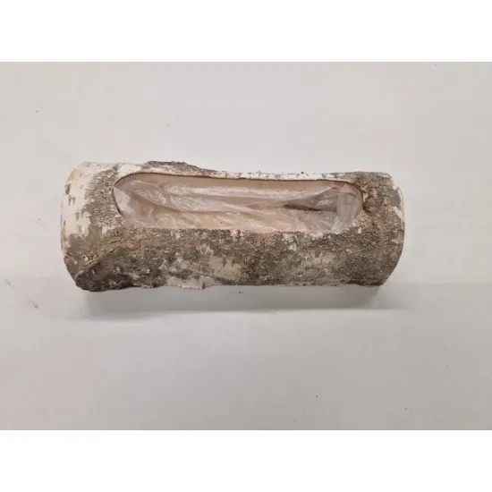 Birch stem half open 26x10x8cm