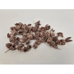 Cosses de hetre rosegold +/-500gr