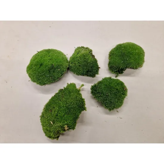 Ball moss preserved medium green consumer packaging