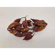 Brachychiton naturel +/-100gr