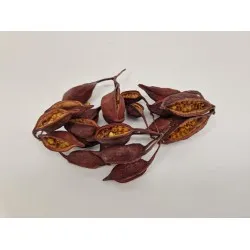 Brachychiton naturel +/-100gr