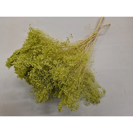 Broom bloom light green +/-100gr