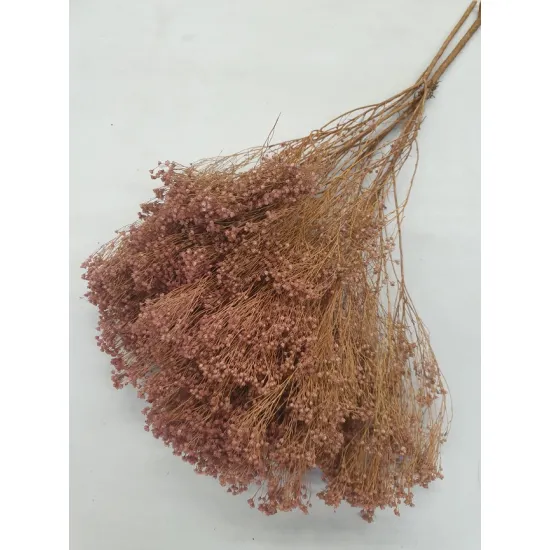 Broom bloom oudroze +/-100gr