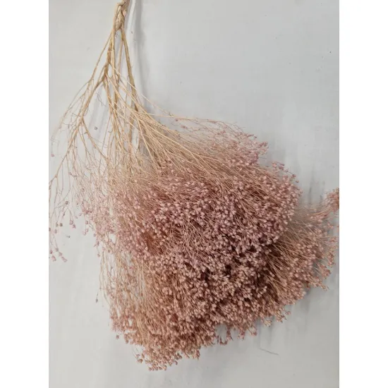Broom bloom poederroze +/-100gr