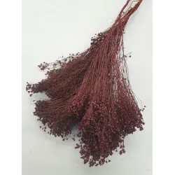 Broom bloom prune +/-100gr