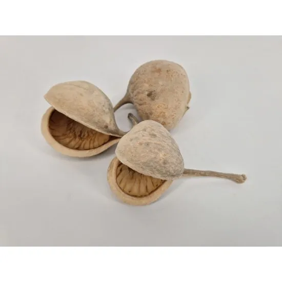Budha nuts gebleekt 10st