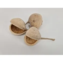 Budha nuts gebleekt 3st