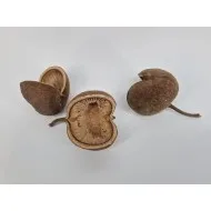 Budha nuts naturel 10pcs