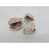 Budha nuts white wash 10pcs