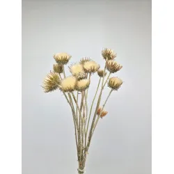 Cardone de montagne fermé naturel 10pcs