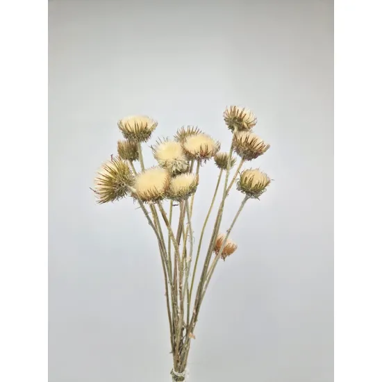 Cardone de montagne fermé naturel 10pcs