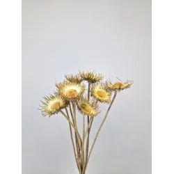 Cardone de montagne ouvert naturel 10pcs