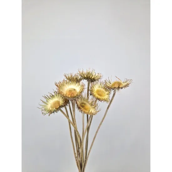 Cardone de montagne ouvert naturel 10pcs